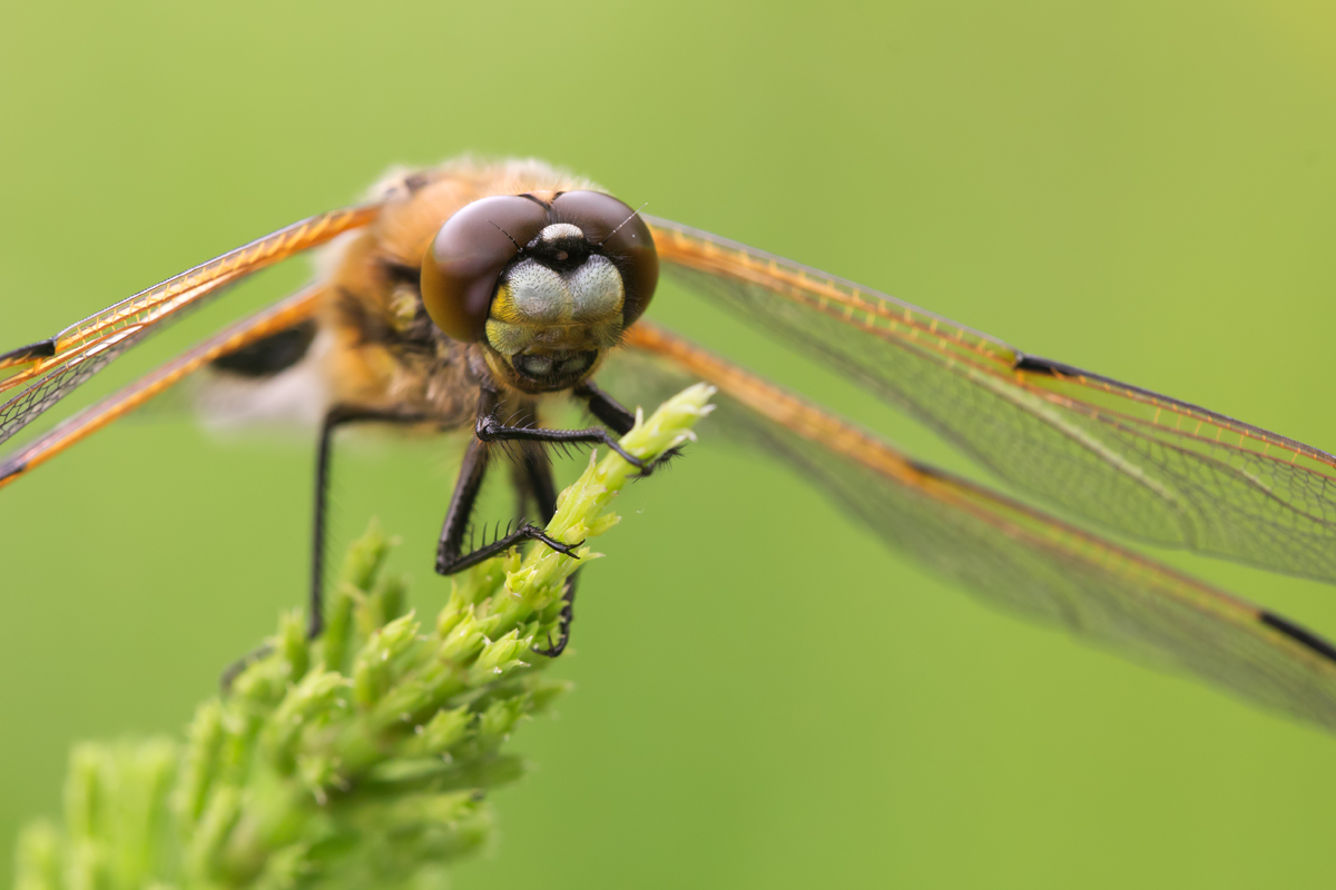 Four Spotted Chaser 13